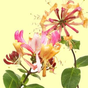 Honeysuckle Soy Wax Candle & Soy Wax Melts