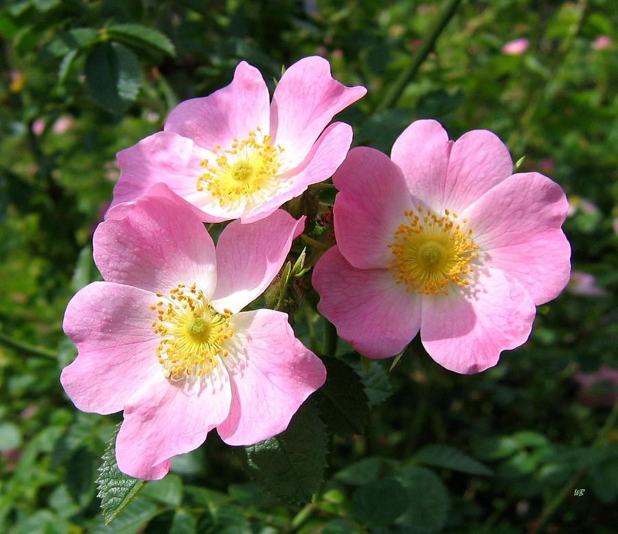 Wild Roses Soy Candle - Joyful Home Inc.